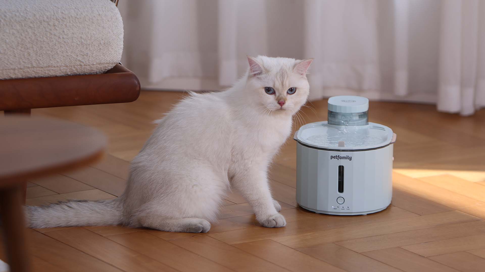 Petliking Blog - Navigating Winter with Sagittarius Pets: A Comprehensive Guide to Winter Wellness