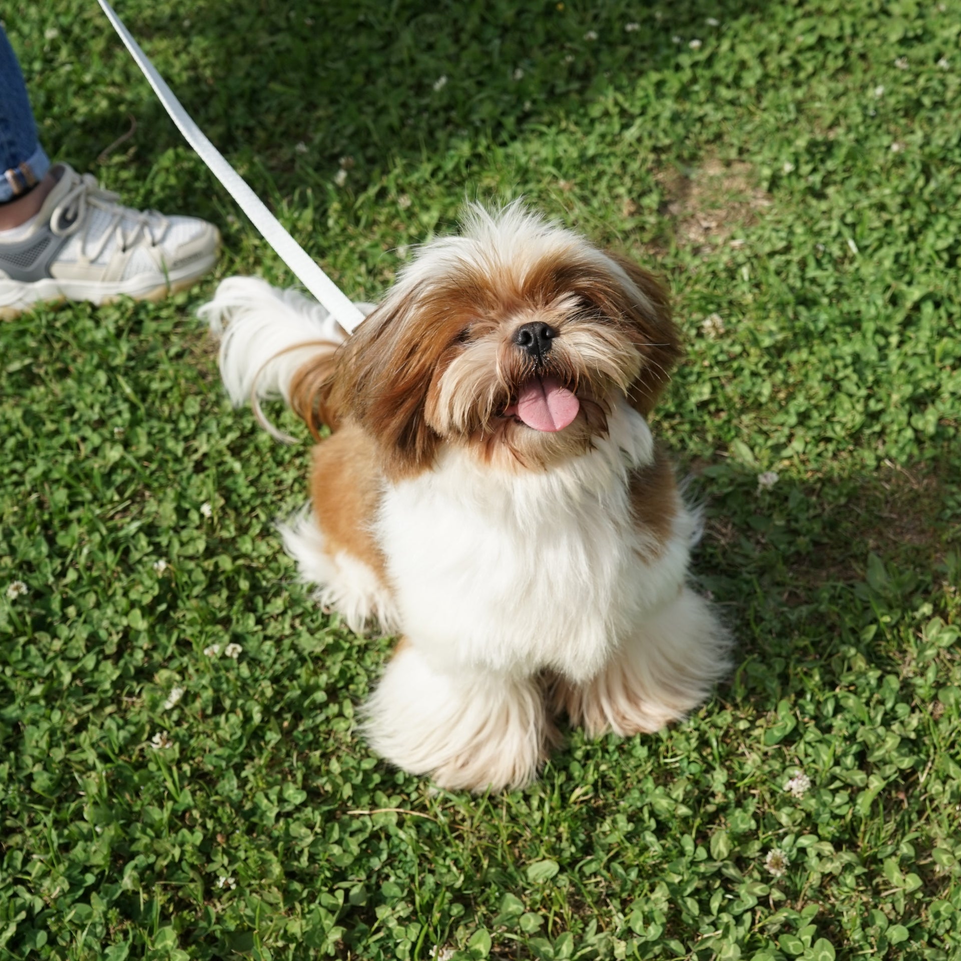 Petliking Blog - Fashion Meets Function: The Polka Dot Leash & Harness Set Your Pet Will Love