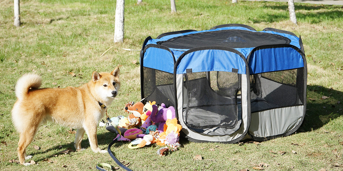 Petliking Blog - Summer Adjustment for Pets: Strategies for Preventing Heat Stroke and Keeping Cool