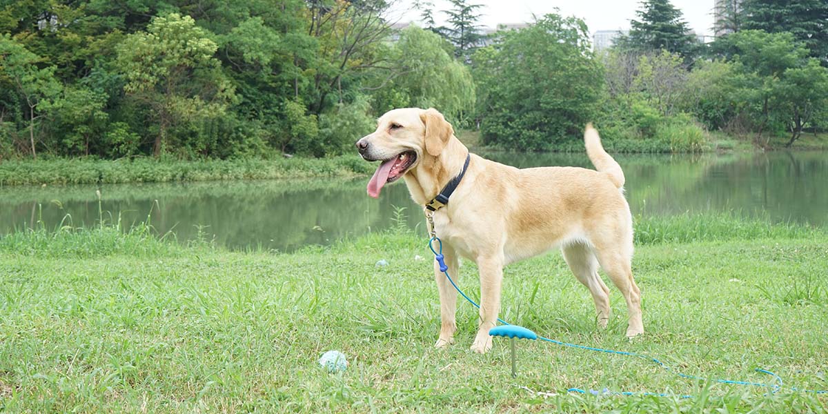 Petliking Blog - Pet-Friendly Outdoor Activities: Summer Adventures with Your Furry Friends