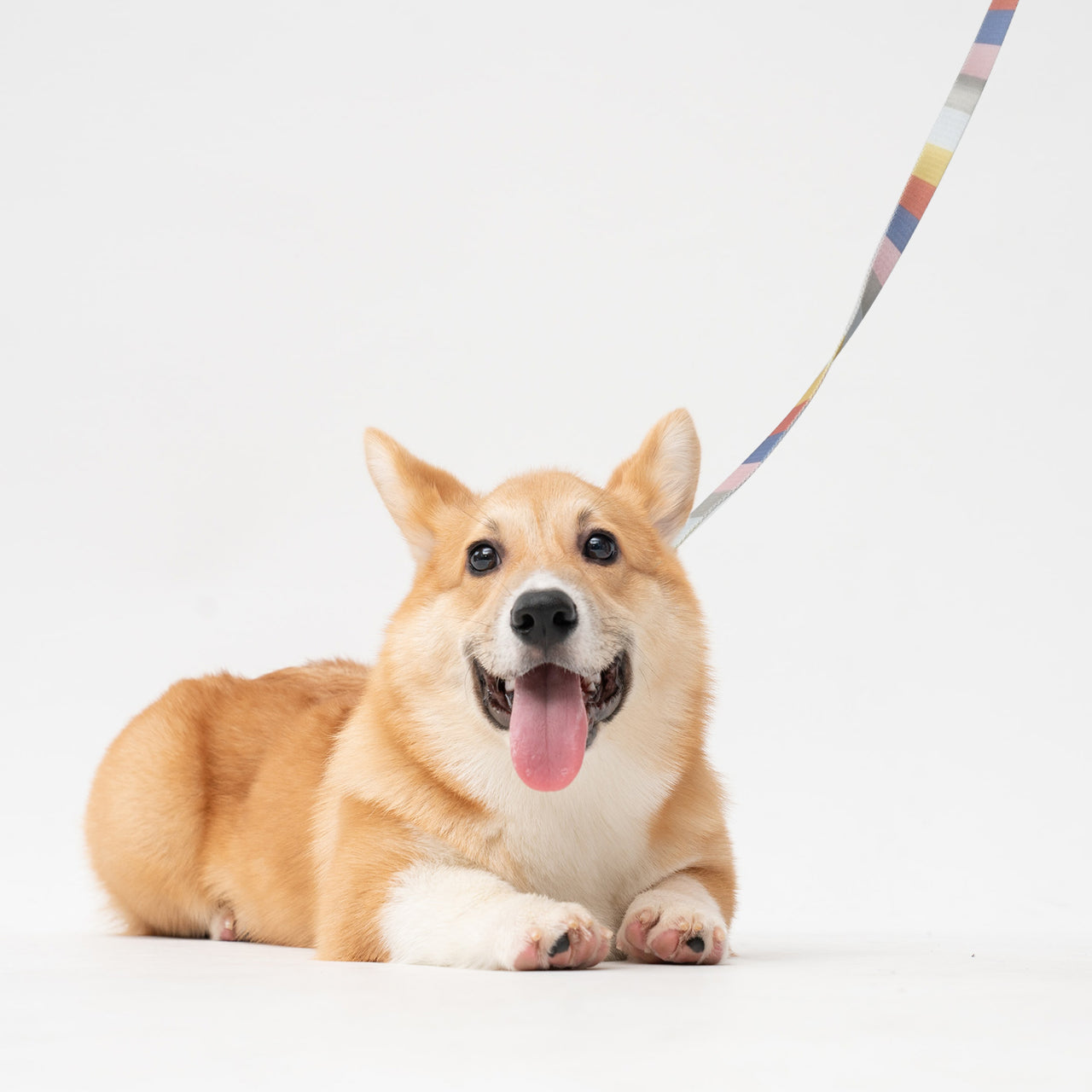 Morandi Dog Leash - HAMATE