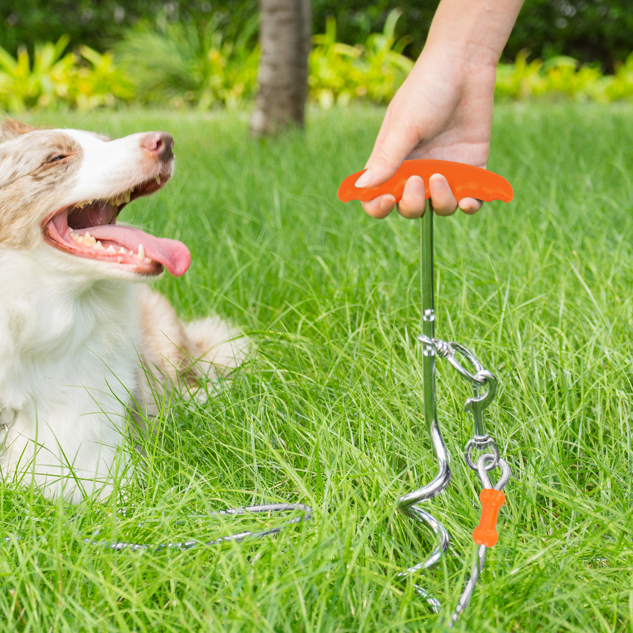 Dog Outdoor Tie-Out Bundle