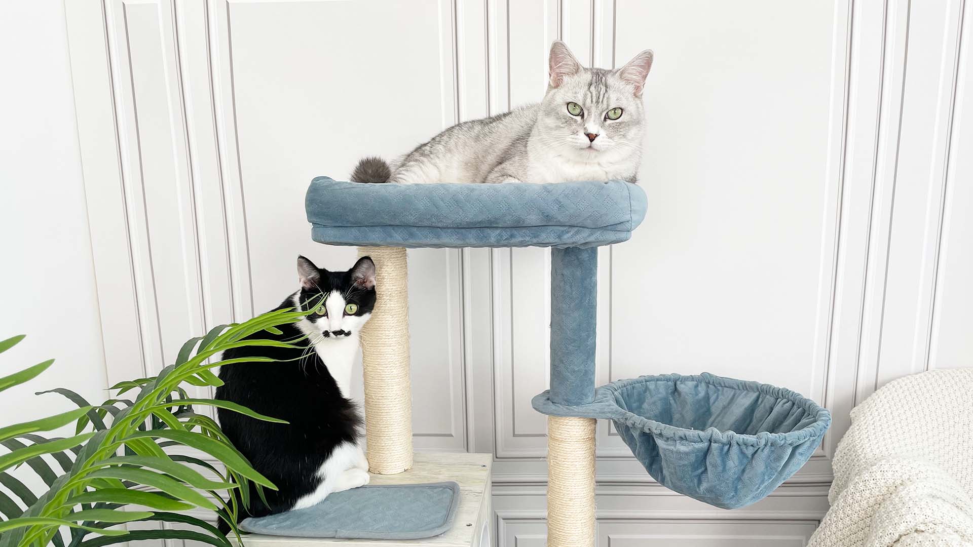 Petliking Blog Why Do Cats Need Cat Trees The Importance Of Vertica Petliking Blog Why Do Cats Need Cat Trees The Importance Of Vertica