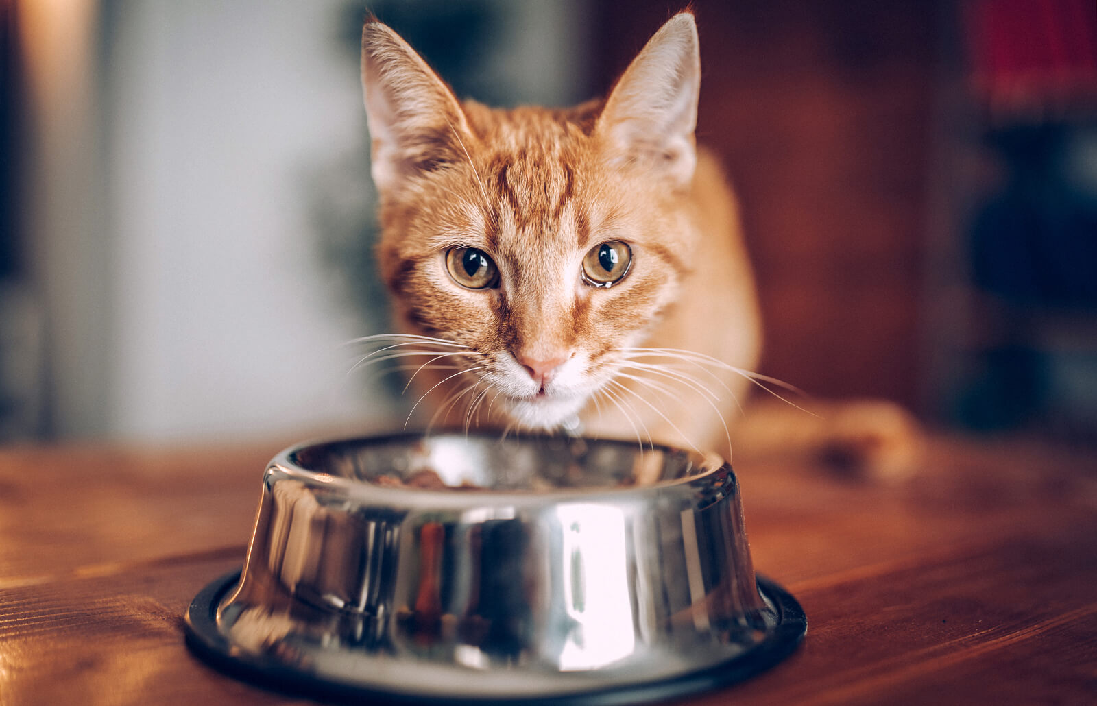 Petliking Blog - Love Food: Nutritional Needs of Pets