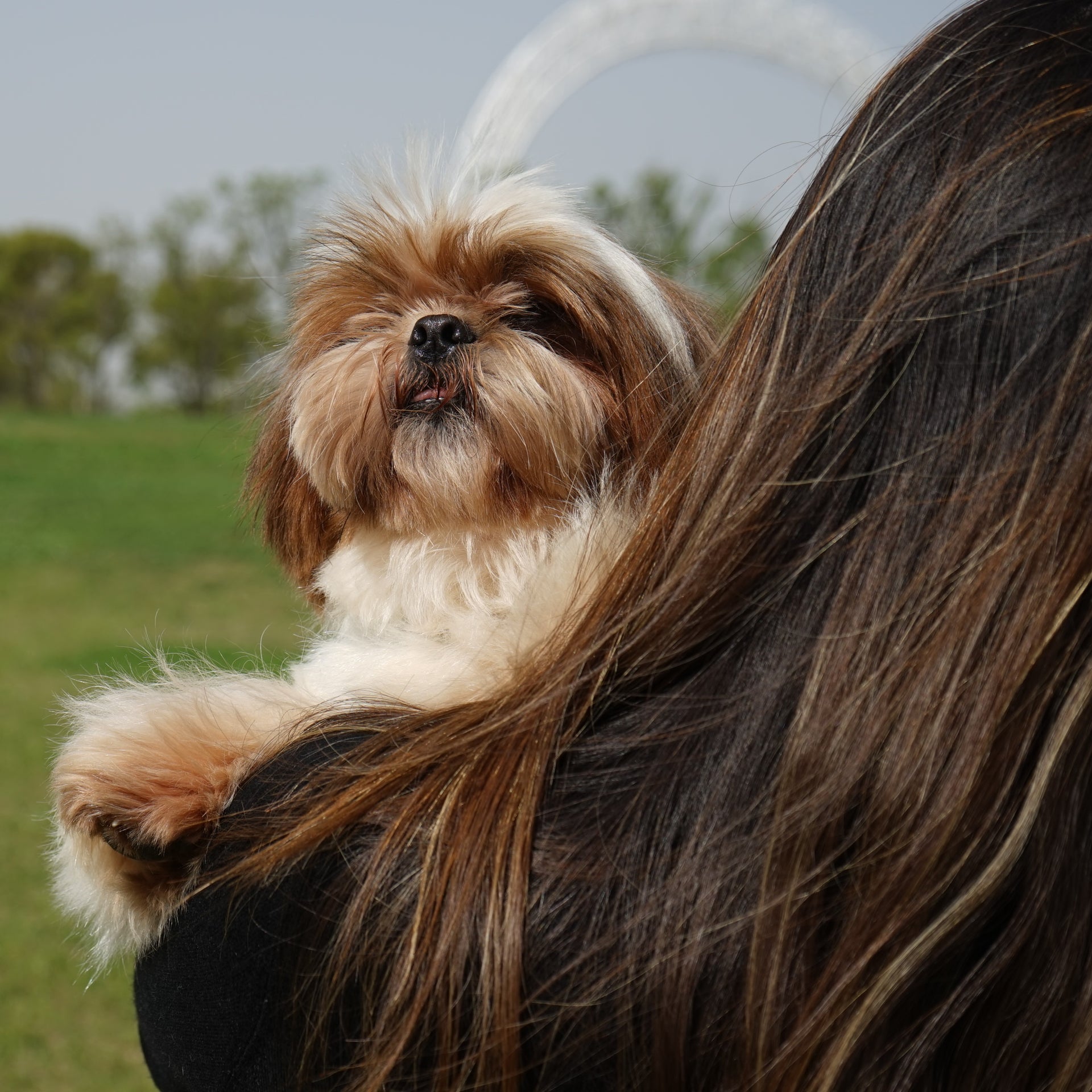 Petliking Blog - Are You Too Hectic To Consider What To Bring Outside With Your Dog?