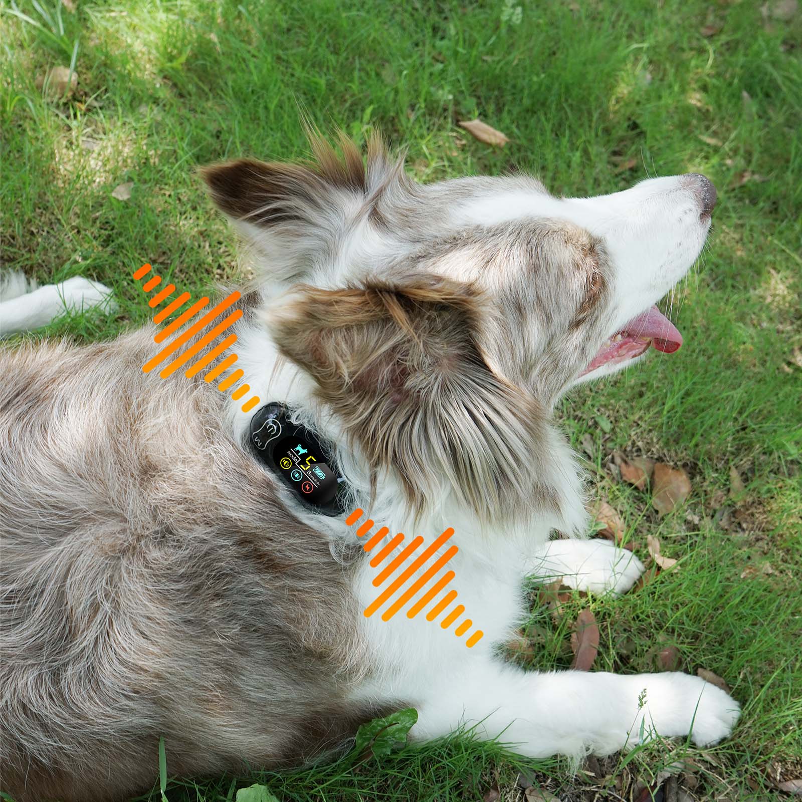 best shock collar for dogs