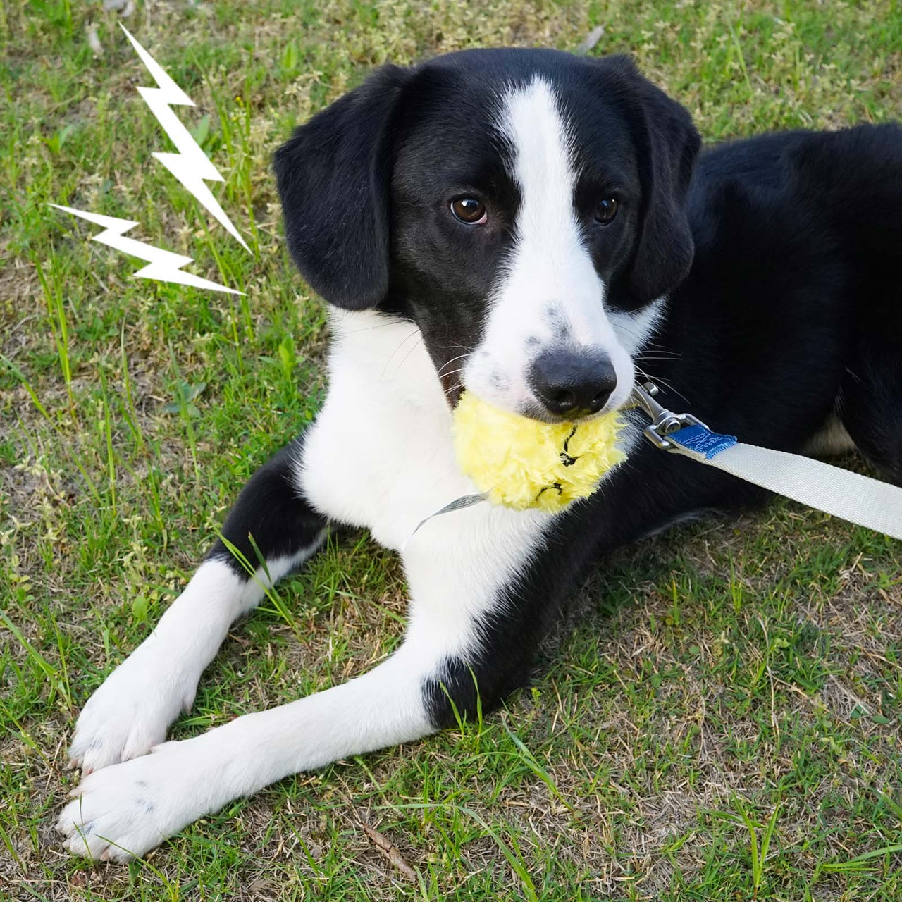 Squeaky Monster Dog Balls Set of 3 for Dogs - DKING